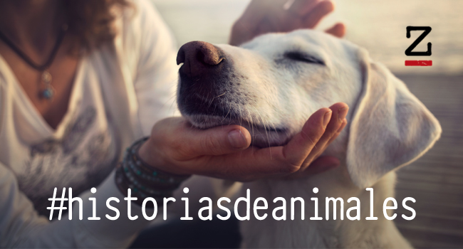historias-de-animales.jpg